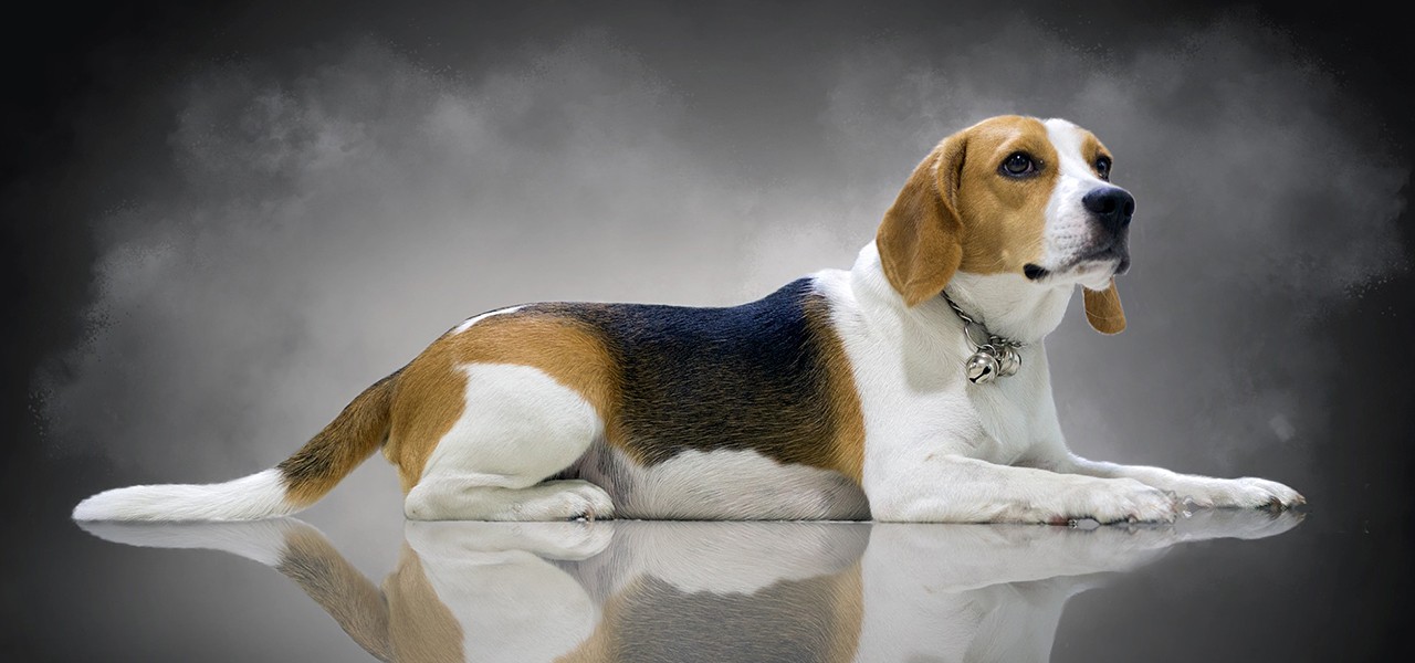 Горячие уши у собаки – почему и что делать?