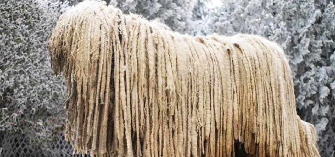 Комондор — венгерская овчарка