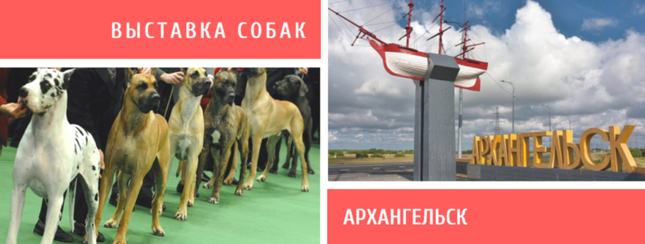 Выставка собак в Архангельске. На выставке собак. Архангельск выставка собак 2022. Выставка собак афиша.