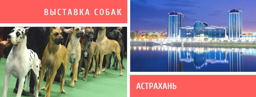 Выставка собак в Астрахани