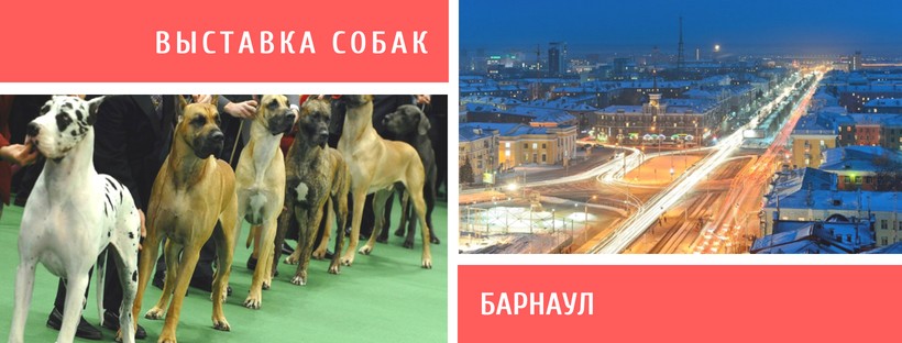 Выставка собак в Барнауле