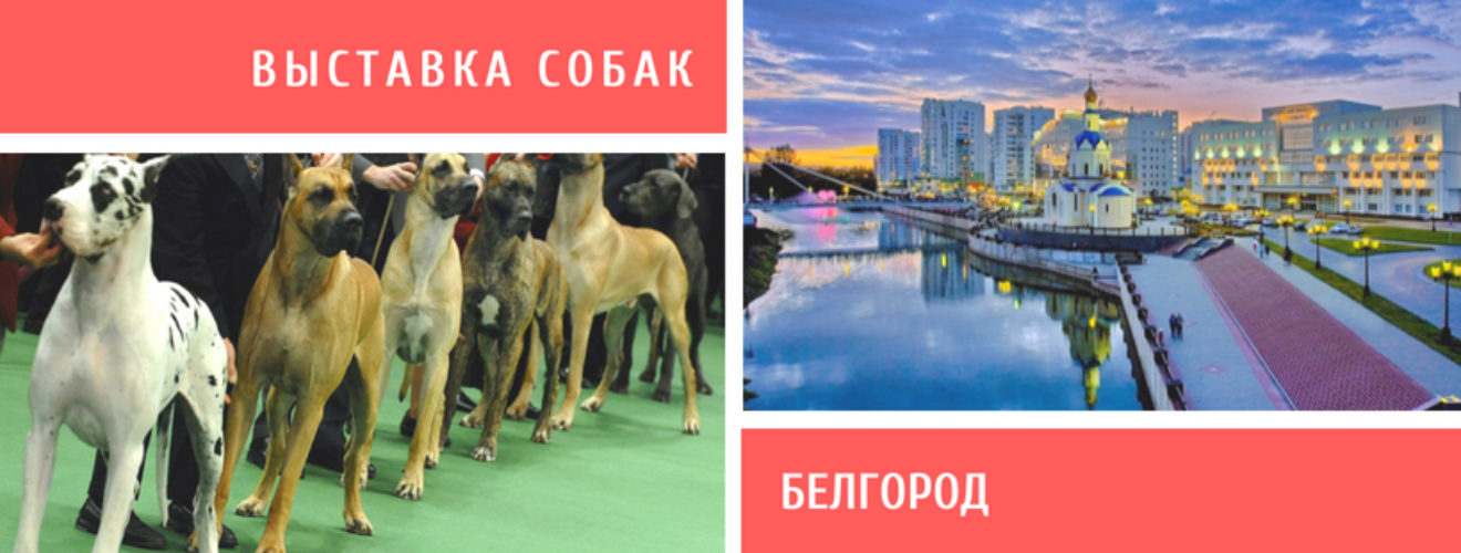 Даты выставок собак. Выставка собак в Белгороде 2022. Выставка собак Белгород. На выставке собак. Выставка собак Белгород 2023.