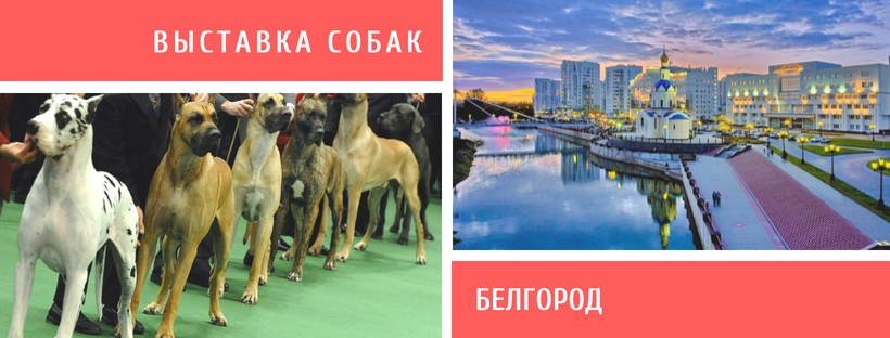 Выставка собак в Белгороде