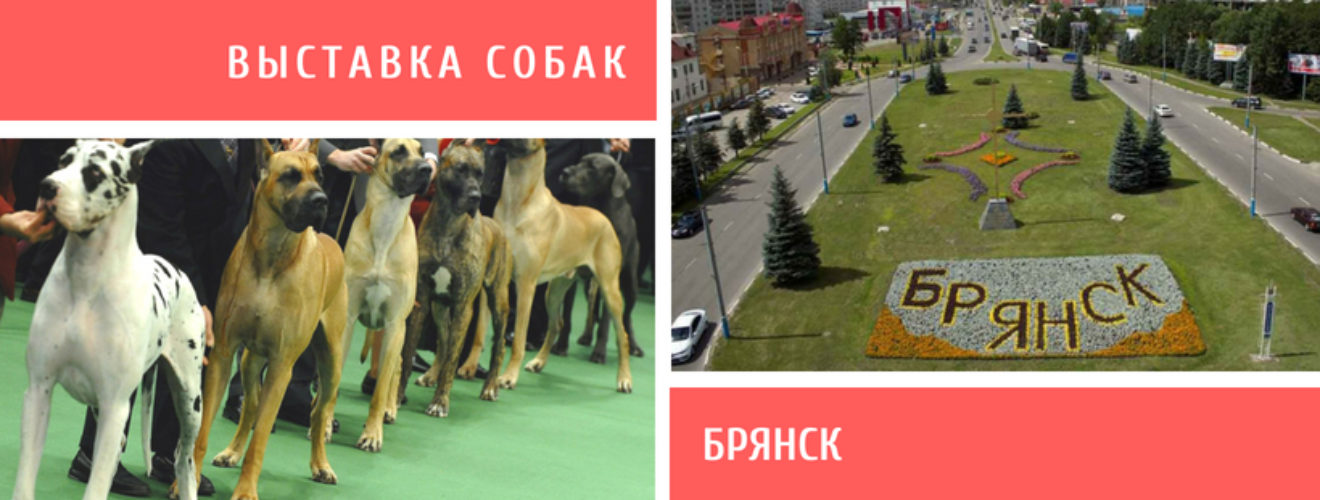 Выставка собак 14 апреля. Выставки собак Брянск. Выставка собак листовка. Выставка собак в Брянске 2022. Выставка собак афиша.