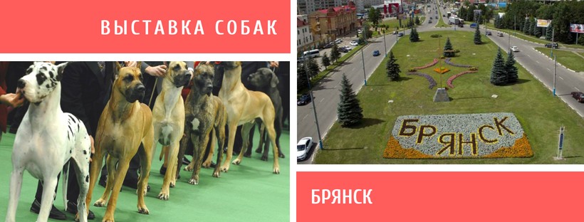Выставка собак в Брянске
