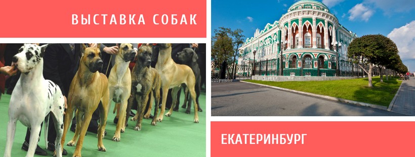 Выставка собак в Екатеринбурге