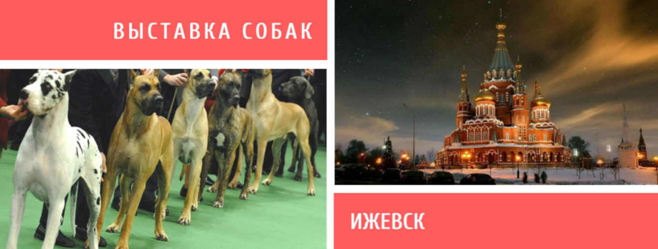 Выставка собак ижевск. Выставка собак Ижевск 2022. Выставка собак Ижевск 2023. Выставка собак афиша. Выставка псин.