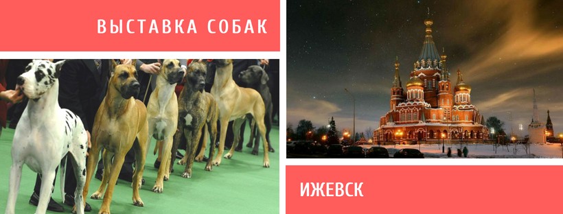 Выставка собак в Ижевске