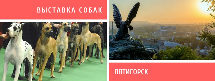 Выставка собак в Пятигорске