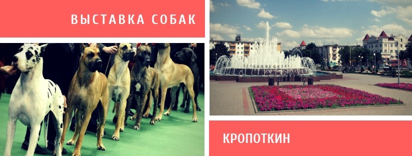 Выставка собак в Кропоткине