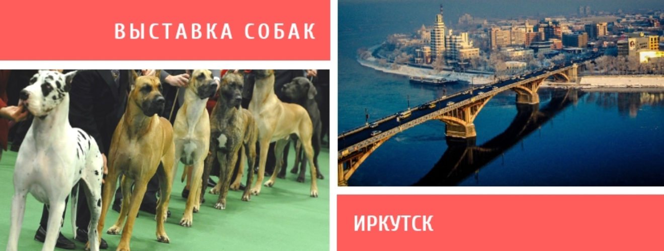 Выставка собак Иркутск. Собачья выставка в Иркутске. Выставки собак по Иркутску 2022. Выставка собак Иркутск 2021. Выставка собак ростов 2024