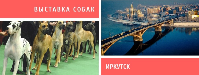 Выставка собак в Иркутске