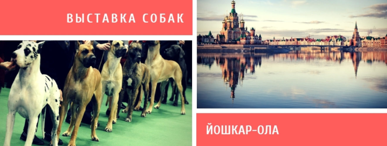 Выставка собак йошкар ола 16