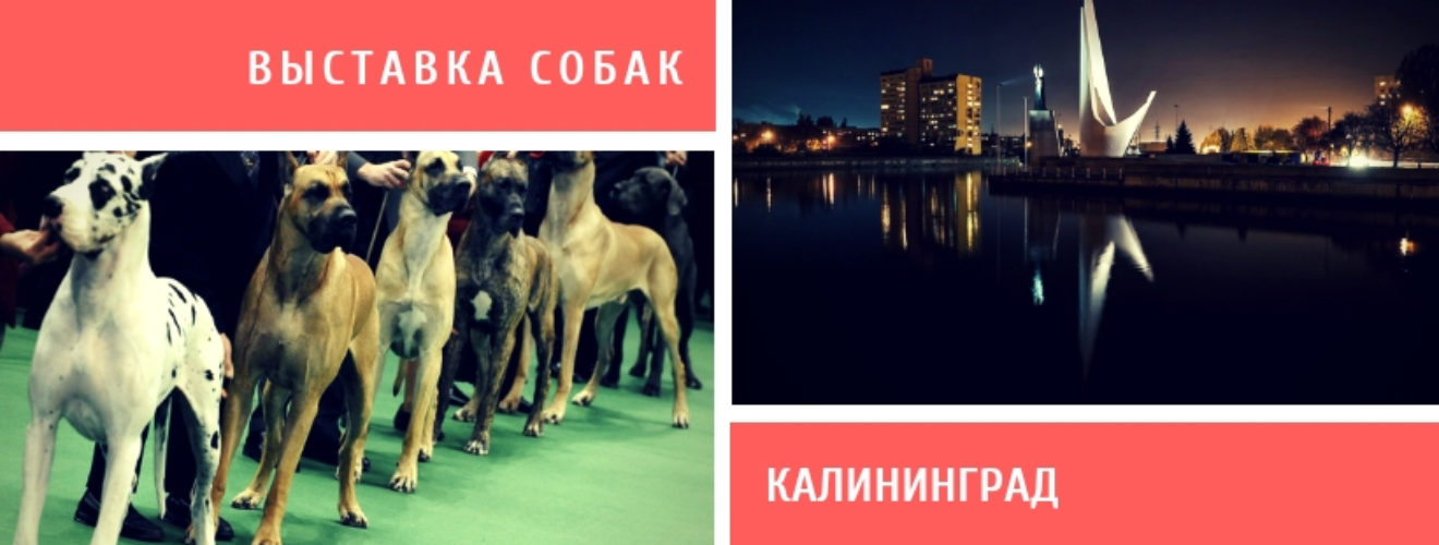 Выставка собак калининград