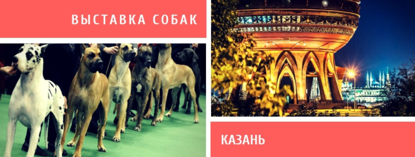 Выставка собак 14 апреля. Выставка собак в Казани 2022. Выставка собак Казань. На выставке собак. Выставка собак на Казанской Ярмарке.