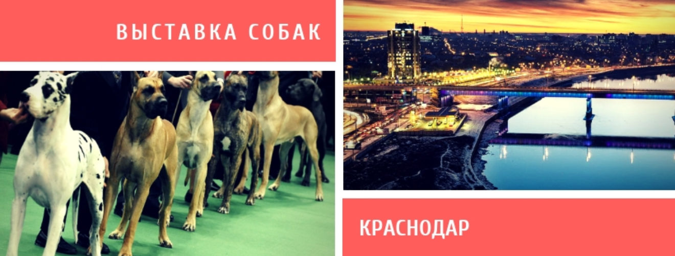 Выставки собак города герои. Выставка собак в Краснодаре. Выставка собак в Краснодаре 2022. Приглашение на выставку собак. Выставка собак в Краснодаре календарь.