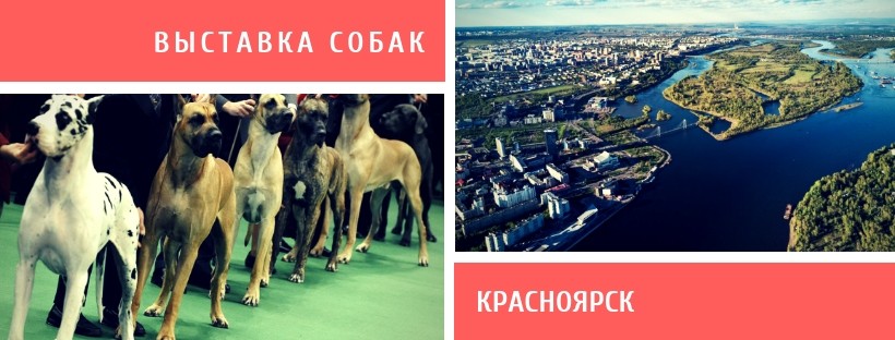 Выставка собак в Красноярске