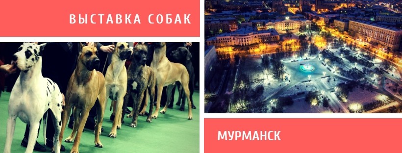 Выставка собак в Мурманске
