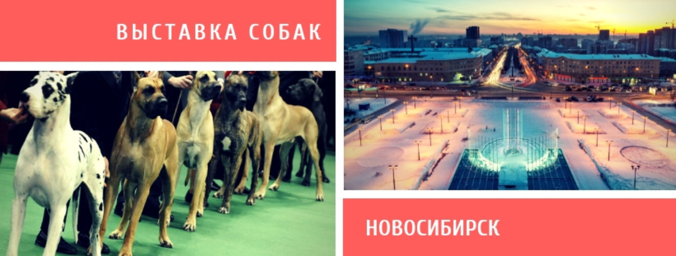 Даты выставок собак. Выставка собак Новосибирск 2022. Выставка собак в Москве 2022. Выставка собак в Новосибирске 2023. Выставка собак афиша.
