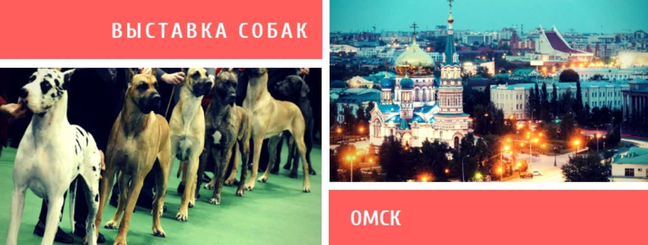 Выставка собак омск. Выставка собак афиша. Выставка собак в Омске. Выставки собак в Омске Омск. Выставка собак в СПБ 2023.