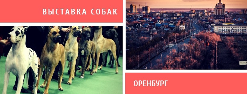 Выставка собак в Оренбурге