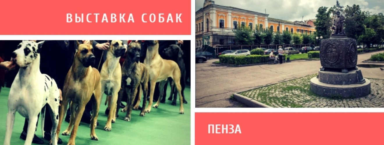 Выставка собак пенза. Пенза выставка собак фото. Выставка средних собак. Собачьи выставки в Москве 2023.
