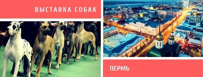 Выставка собак в Перми