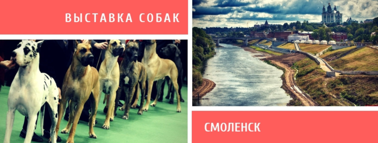 Выставка собак афиша. Выставка собак Смоленск 2023. Выставка собак в декабрь 2022 года Смоленск. Выставка собака в Песбург.