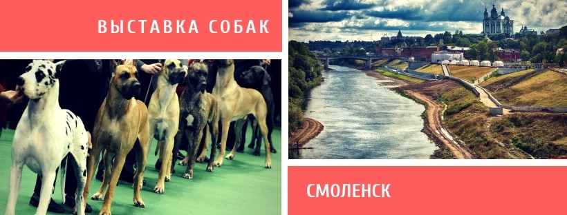 Выставка собак в Смоленске