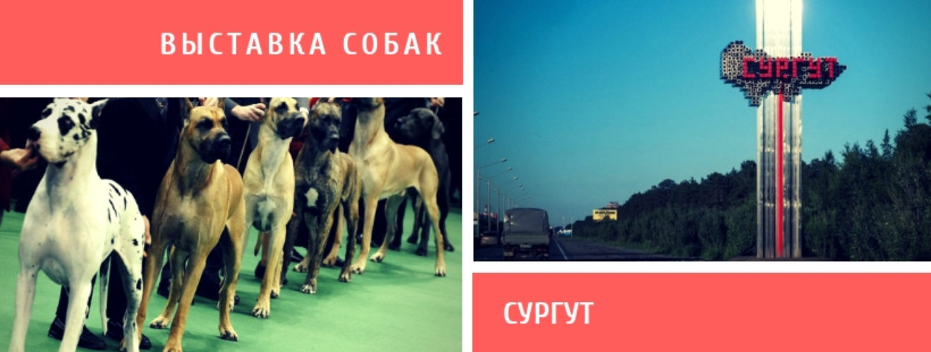 Выставка собак Сургут. Собаки Сургут. Выставка овчарок в Сургуте 2022г. Выставка собак афиша.