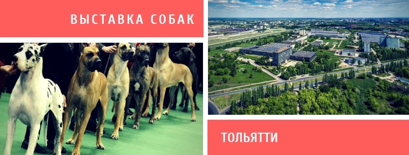 Выставка собак в Тольятти
