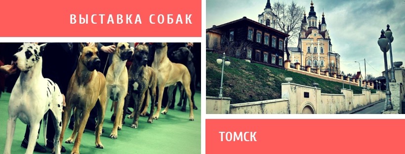 Выставка собак в Томске