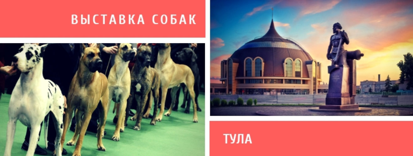 Собакам тула. Выставка собак в Туле. Выставка собак в Туле 2021. Выставки собак в Туле в 2021 году. Выставка собак в Туле 2022.