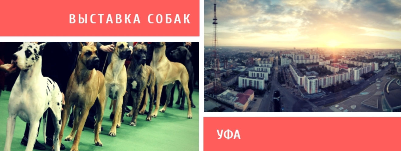 Выставка собак уфа. Выставки собак в Уфе в 2022 году. Выставка собак афиша. Собачья выставка в Башкирии.