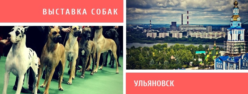 Выставка собак в Ульяновске