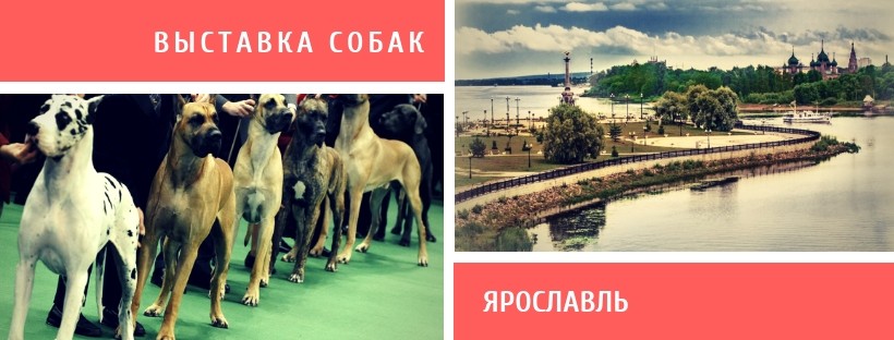 Выставка собак в Ярославле