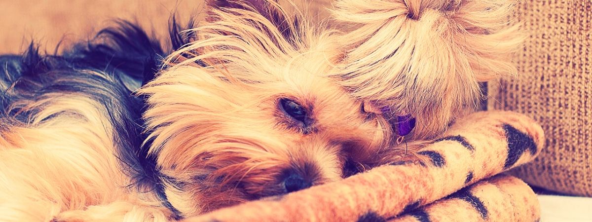 Коллапс трахеи у собак: причины, симптомы, лечение