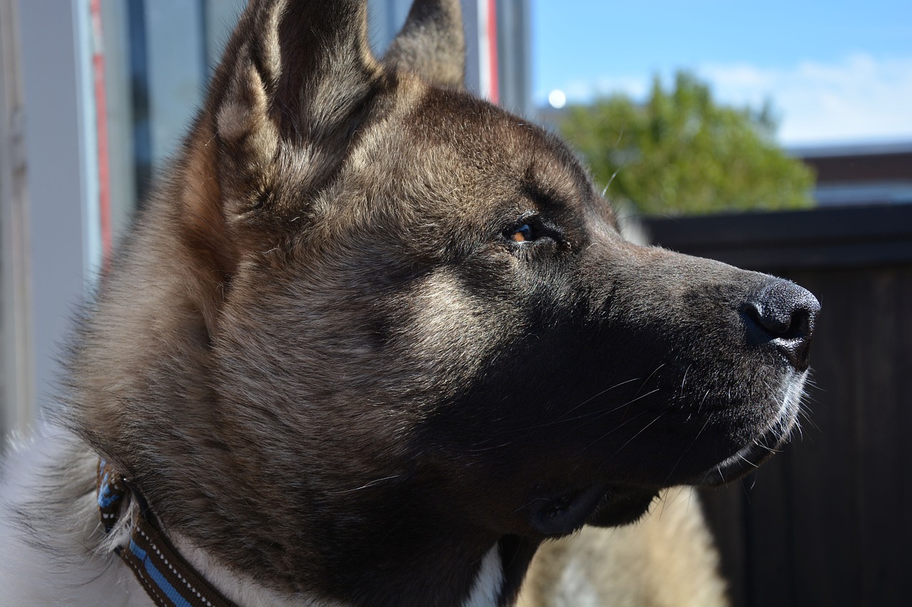 Akita Dog American