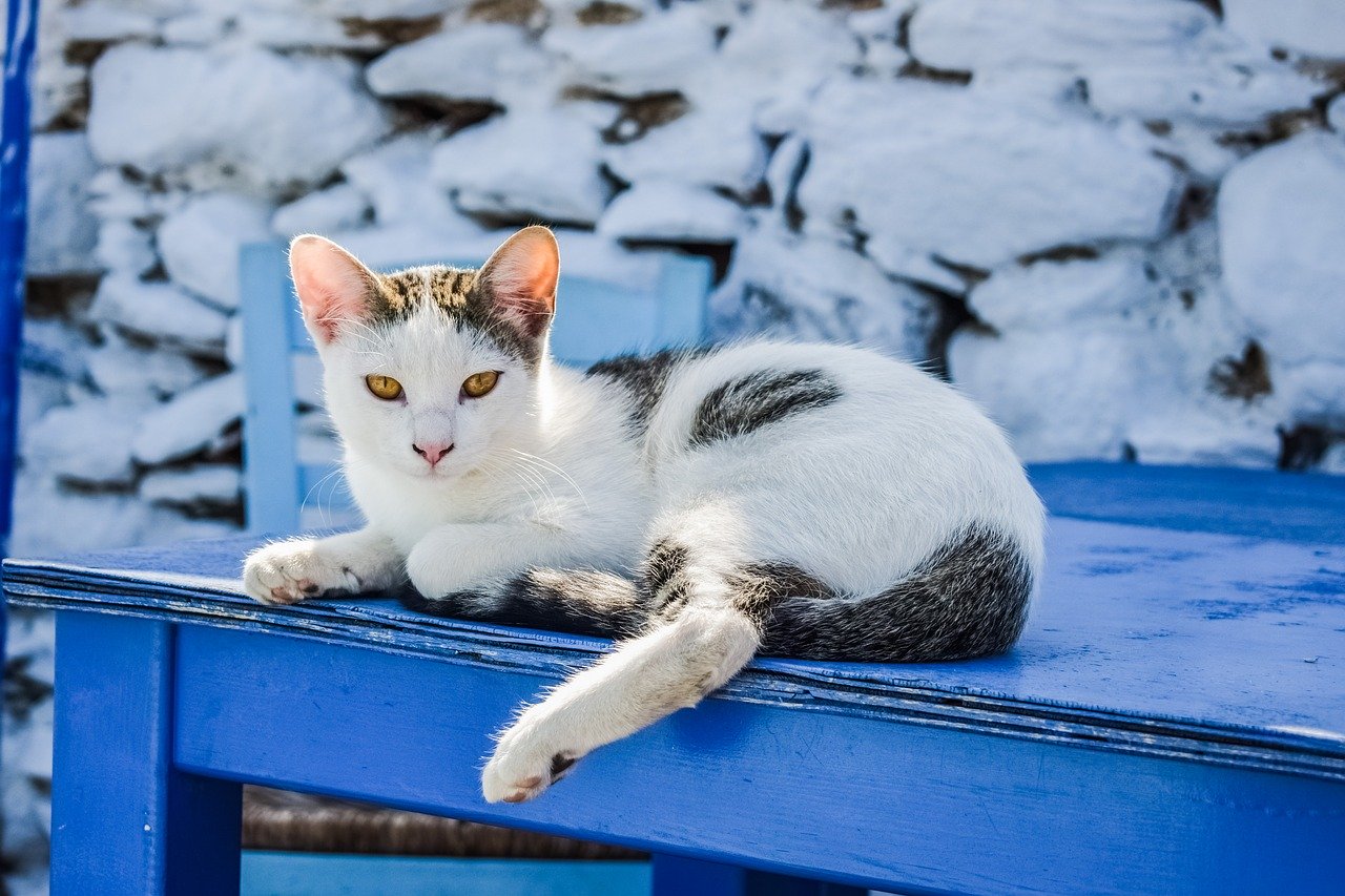 Эгейская кошка трехцветная