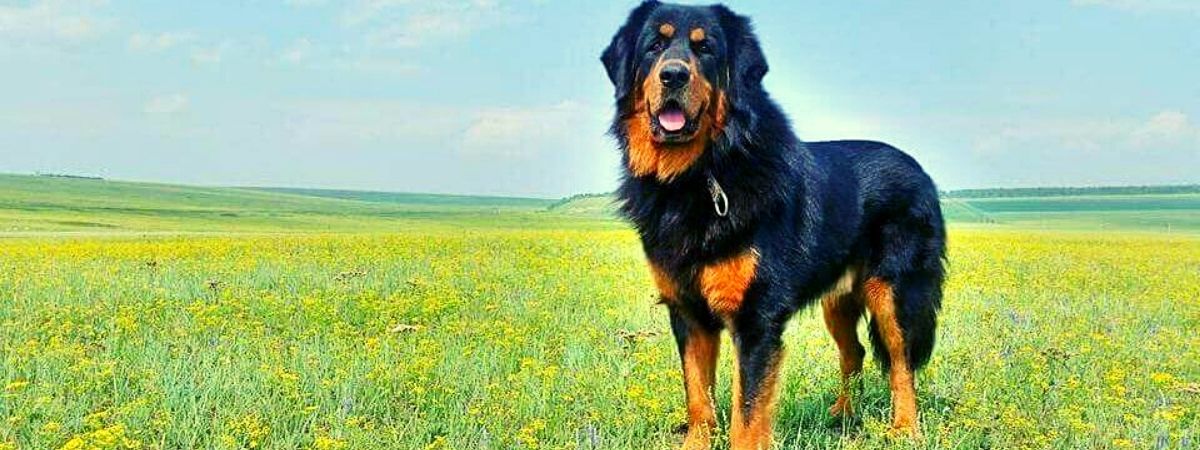 Бурят-монгольская собака монопородные выставки
