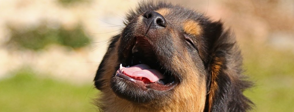 Почему собака чихает: причины, что делать