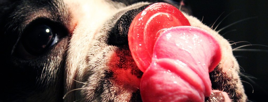 Почему собакам нельзя сладкое: причины, чем заменить