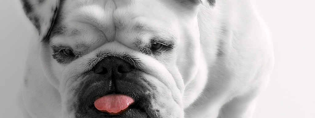 Собаку рвет белой пеной – почему и что делать?