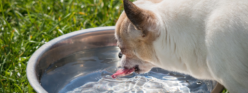Собака не пьет воду: причины и что делать